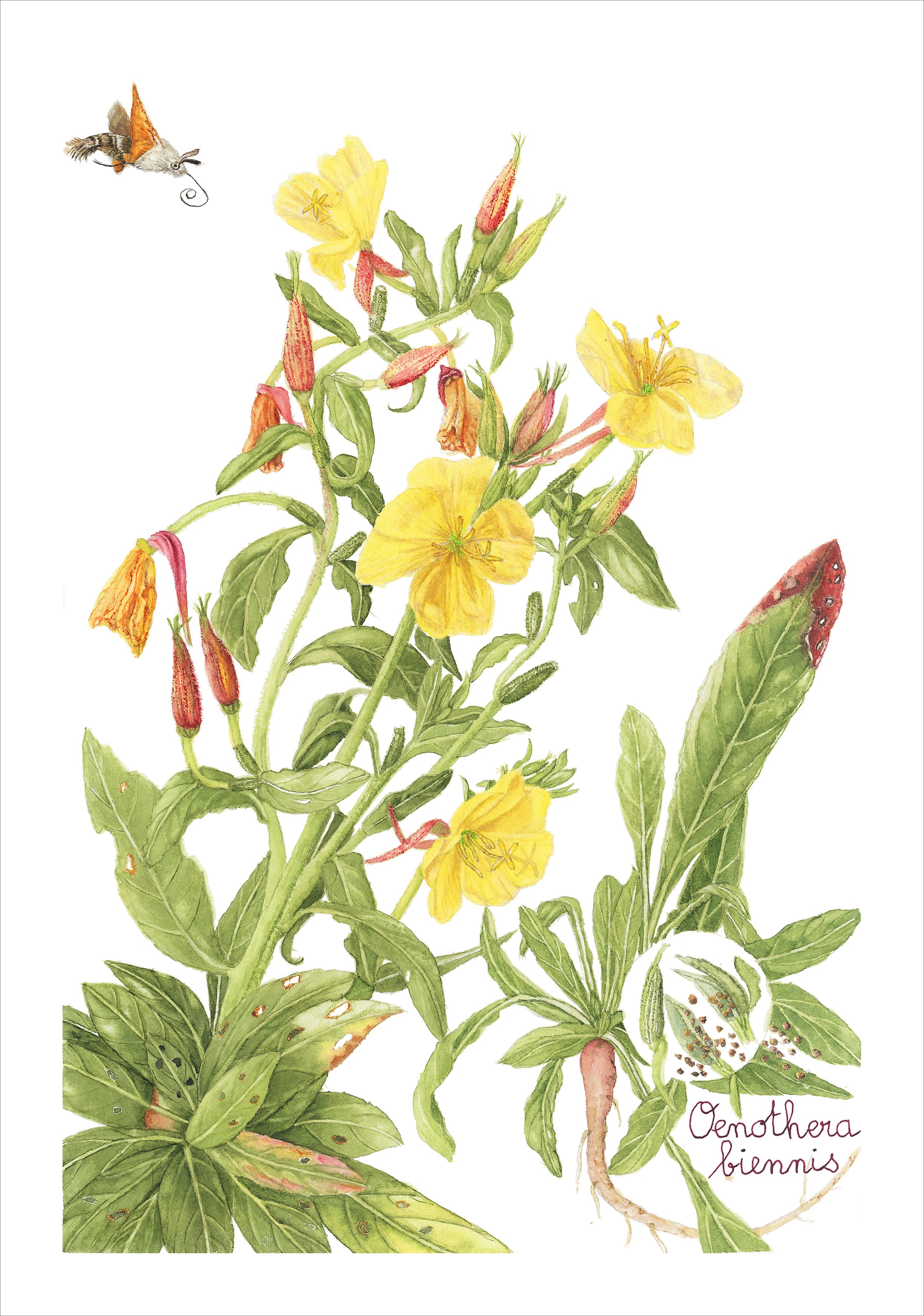 Oenothera biennis — Common Evening Primrose