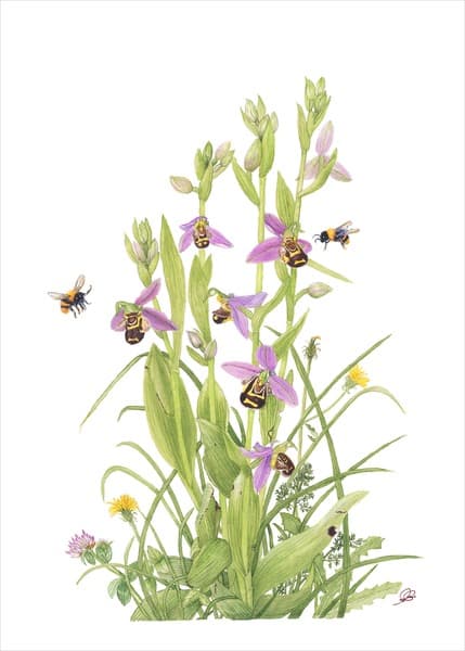 Ophrys apifera — botanical study by Soria Givord