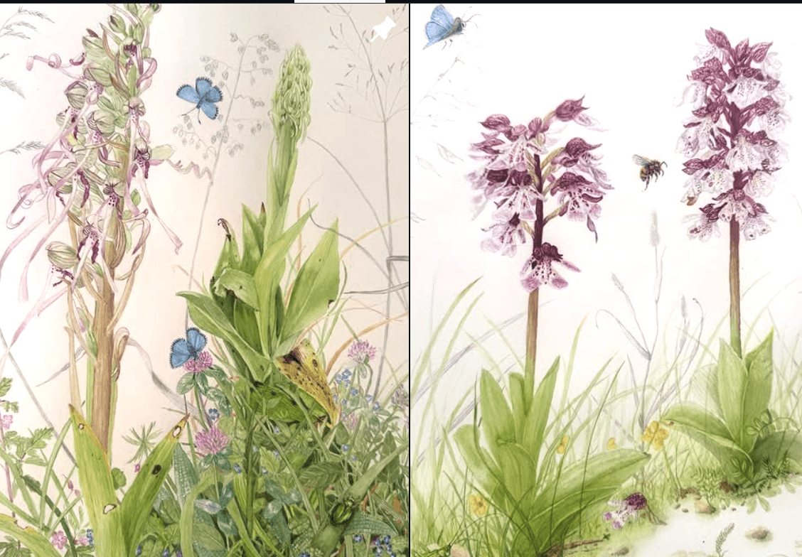 The art of botanical watercolour: between science and poetry